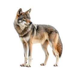 wolf looking isolated on white.