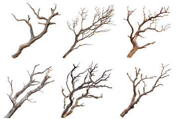 Fototapeta premium Dead dry tree branch isolated on white with clipping path