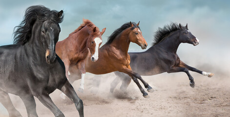 Horse herd run in dust