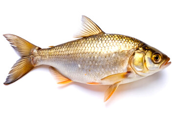 South Asian fish, isolated on White background