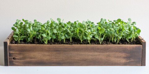 Fresh green sprouts emerging from dark soil in wooden box for gardening inspiration