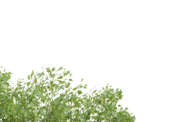 Obraz premium Tropical tree leaves and branch foreground 