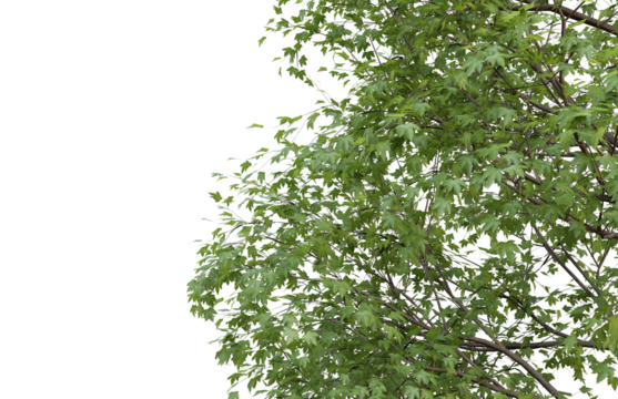 Tropical tree leaves and branch foreground