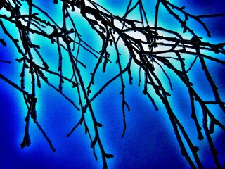 Dark branches tree covered ice after rain in frosty winter weather with blue sky  - abstract composition in blue and turquoise colors. Topics: vegetation, frost, climate, sub-zero temperatures, winter