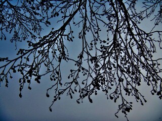 Dark branches of Alder tree with female alder catkins covered ice after rain in frosty winter weather with blue sky - natural cold background. Topics: vegetation, frost, climate, sub-zero temperatures