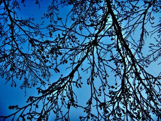 Dark branches of Alder tree with female alder catkins covered ice after rain in frosty winter weather with blue sky - natural cold background. Topics: vegetation, frost, climate, sub-zero temperatures