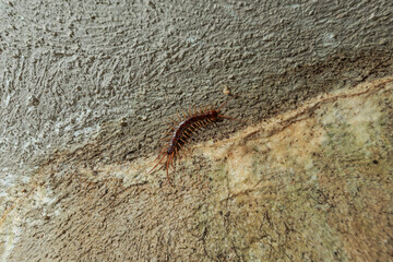 vista macro di un centopiedi fermo su un muro di cemento