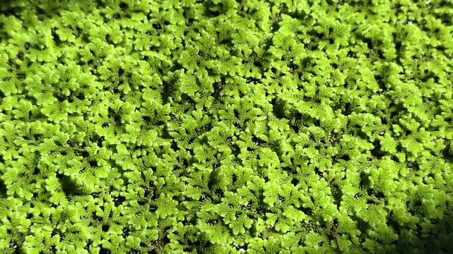 Mosquito fern, Water fern,Azolla or Water Fern or Water Velvet or Azolla pinnata R Br or Azollaceae plant 