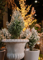 Frosted Pine Trees in Decorative Pots with Snow, Christmas Lights, and Holiday Decor for Winter Seasonal Photography, Festive Indoor Plants, and Cozy Christmas Ambiance