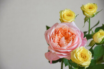 ピンクと黄色のばら