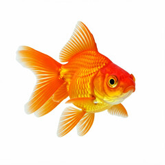 Goldfisch vor weißem Hintergrund