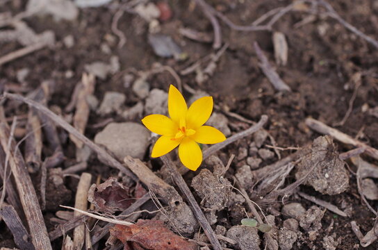 yellow crocus flower