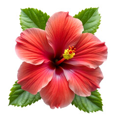 Hibiscus isolated on transparent background