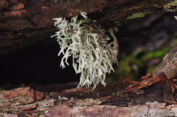 Lichen on wood