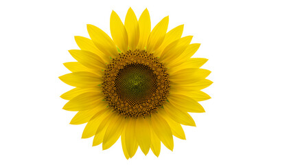 Obraz premium A prominent yellow blossom set against a white backdrop.