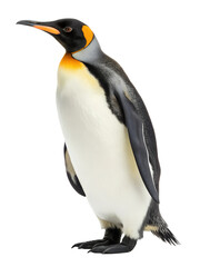 Fototapeta premium King penguin isolated on white background