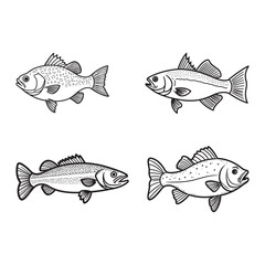 Set of bass fish line art vector on white background.