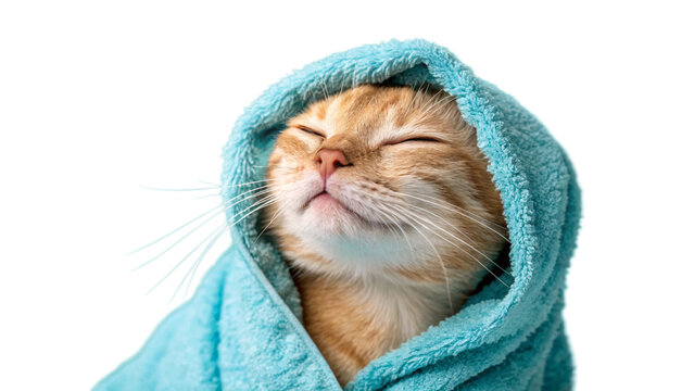 Cat Wrapped in Soft Blue Towel with Fuzzy Texture and Relaxed Expression