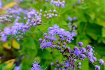 青紫色の花々が咲き誇る自然の中の一瞬
