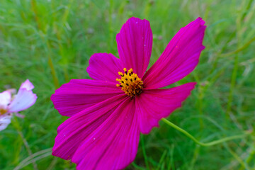 鮮やかなピンク色のコスモスのクローズアップ