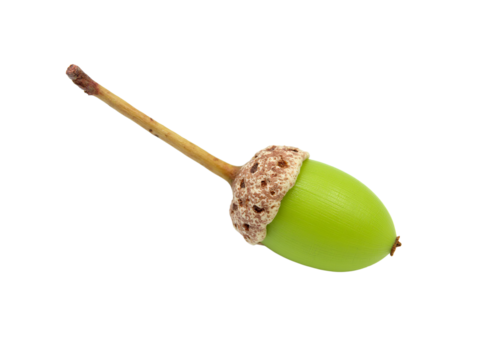 Green Acorn with Textured Cap and Long Stem