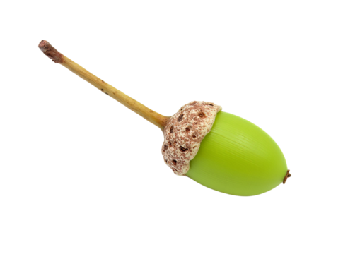 Green Acorn with Textured Cap and Long Stem