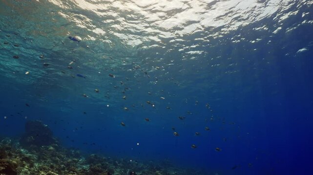 Sun Rays ligthning the Coral Reef - Indonesia