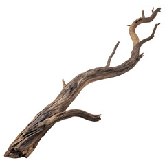 Obraz premium Tree isolated on white background