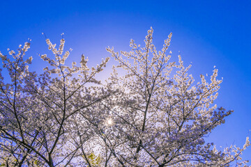 桜花と青空
