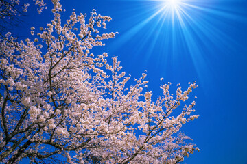 桜花と青空