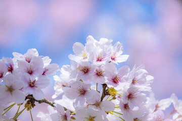 桜花と青空