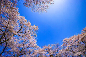 桜花と青空