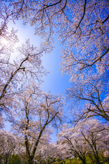 桜花と青空