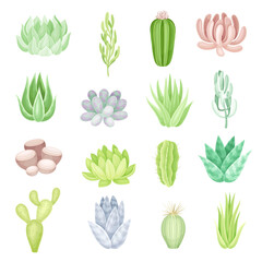 Succulent Fleshy Green Plant and Flora Vector Set