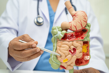 Digestive system with stomach and intestine, Asian doctor holding human anatomy model for study...