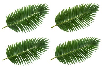 Naklejka premium 4 vector images of green palm leaves on a white background