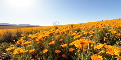 Fototapeta premium Desert marigold field in full bloom under a bright sunny sky, marigold flowers, garden of gold