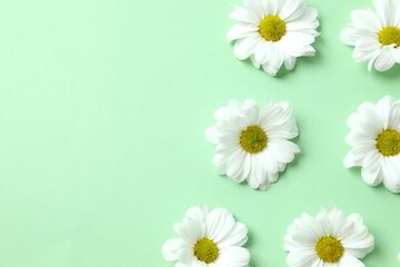 Fototapeta premium Beautiful chamomile on color background