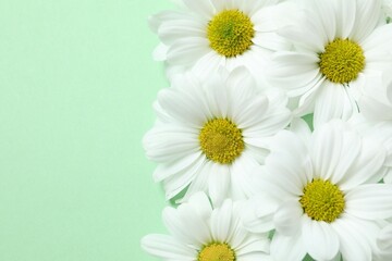 Fototapeta premium Beautiful chamomile on color background