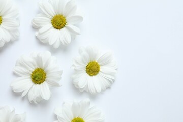 Beautiful chamomile on white background