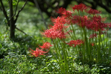 彼岸花