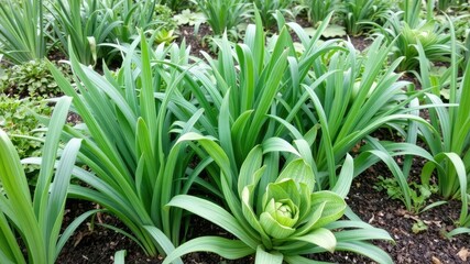 Obraz premium Garden bed with multiple layers of onion green leaves growing amidst other plants, outdoor, colorful, layered composition