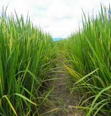 Photography of rice field with rice seeds on young rice cobs. Fresh leaves with green foliage. Background of blue sky, clouds and mountains.