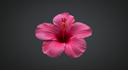  A single pink hibiscus flower is shown against a gray background