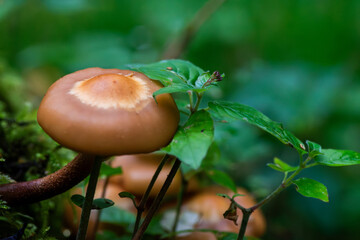 A mushroom is sitting on a leafy green plant. The mushroom is brown and has a round shape