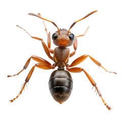 Ant isolated on transparent background