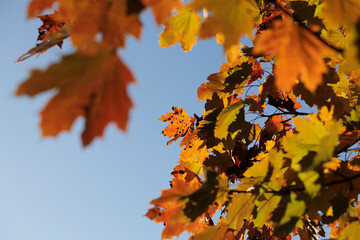 vista macro di vari rami di un albero con foglie dai colori autunnali, con sfumature tra...