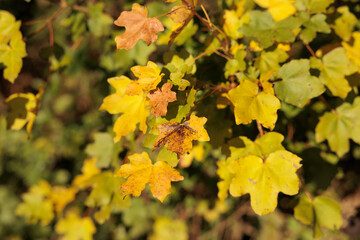 foglie di colore giallo e verde di una pianta in un ambiente di campagna, di giorno, in autunno