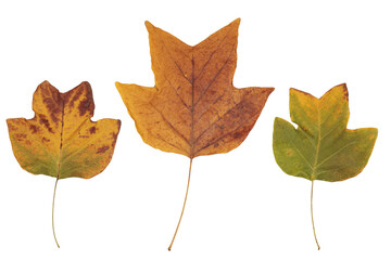 vista macro frontale di foglie di un albero di liriodendro, con colori autunnali, scontornate, su sfondo trasparente