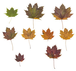 gruppo di foglie di albero di acero di diverse dimensioni e sfumature di colore autunnale, scontornate su sfondo trasparente